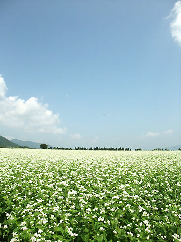 蕎麦の花（南箕輪村、大芝上）