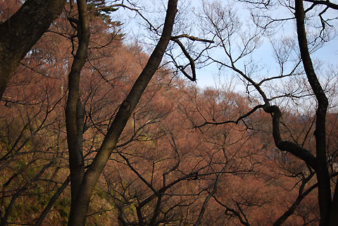 高遠城址公園、桜の近況（2009/3/29）