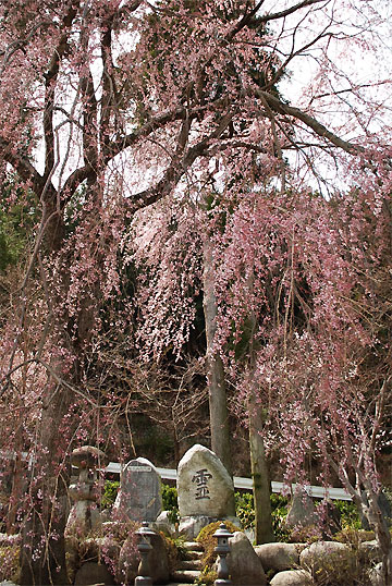 無名の桜樹（中川村）