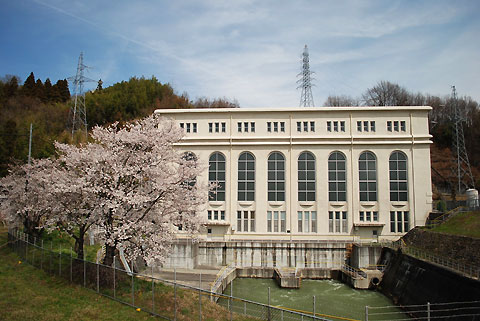 中部電力南向発電所の桜（中川村）