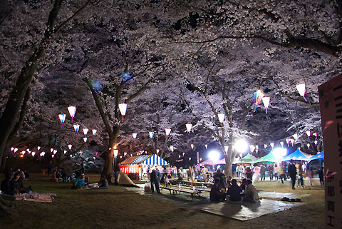 春日公園の夜桜（伊那市）