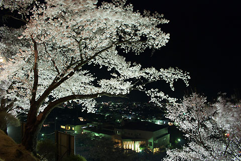春日公園の夜桜（伊那市）