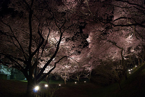 高遠城址公園の夜桜（伊那市）