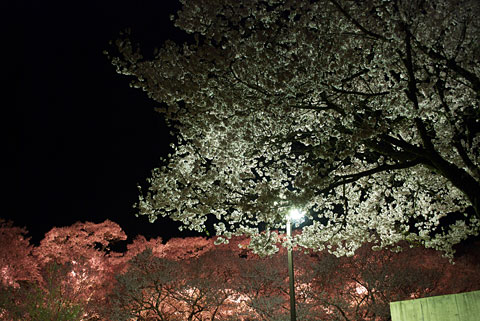 高遠城址公園の夜桜（伊那市）