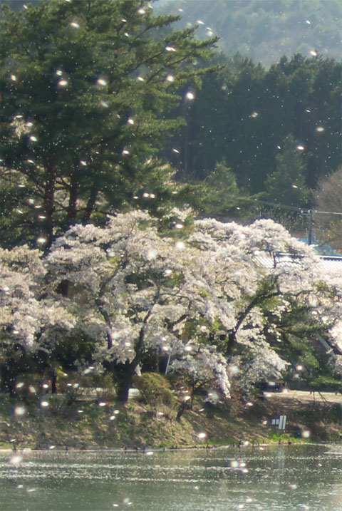 千人塚公園の桜（飯島町）