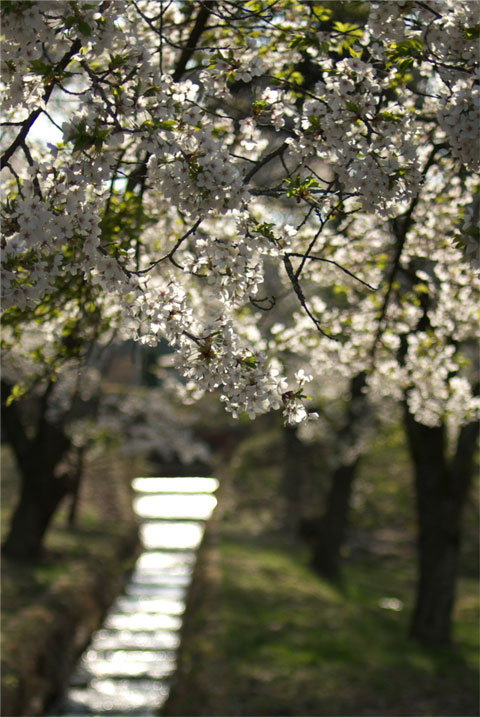 千人塚公園の桜（飯島町）