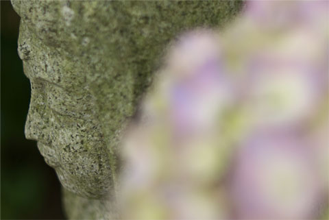 深妙寺の紫陽花（伊那市）