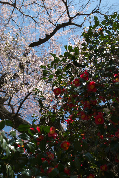 上野の椿桜（飯田市）