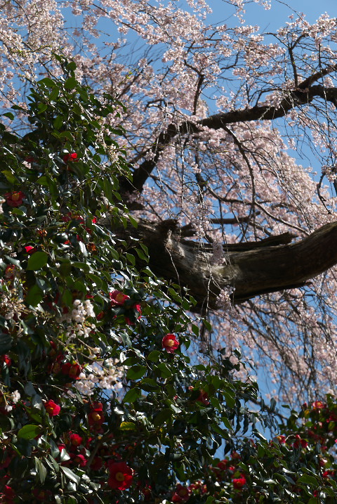 上野の椿桜（飯田市）