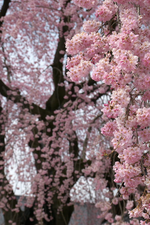 黄梅院の枝垂れ桜（飯田市）