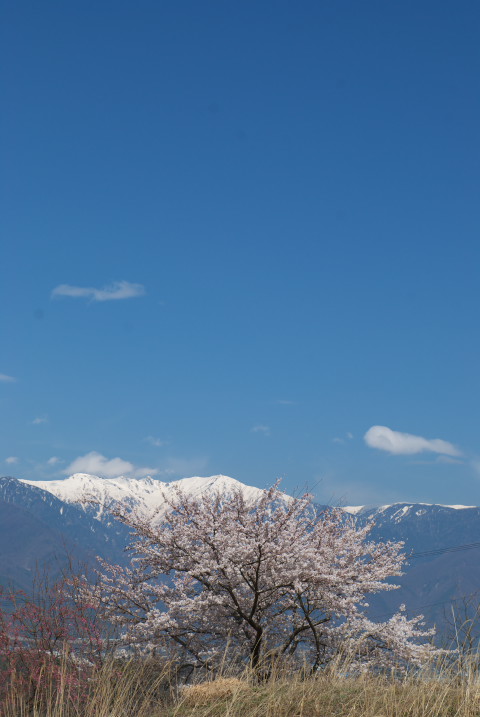 吉瀬界隈の桜ならびにエトセトラ