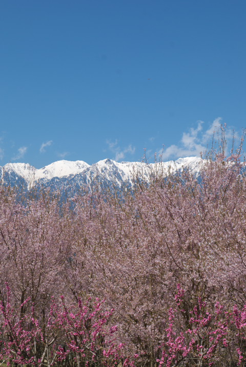 吉瀬界隈の桜ならびにエトセトラ