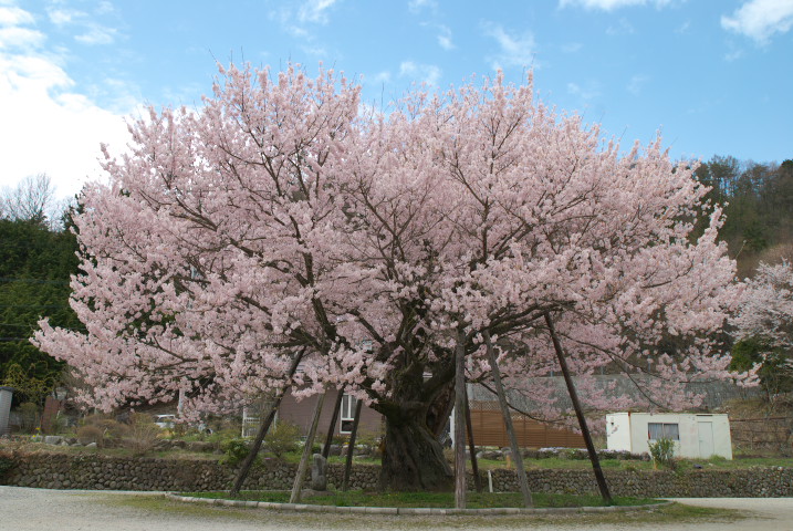 中川西小学校の桜（中川村）
