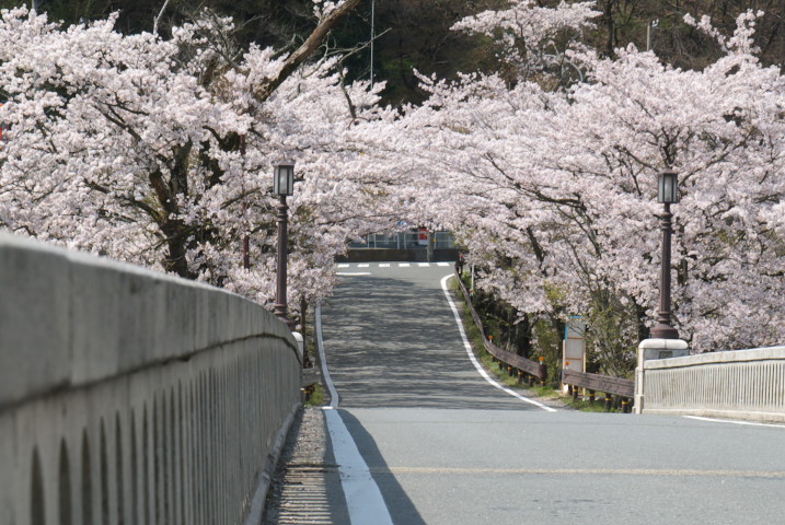 坂戸橋と桜（中川村）