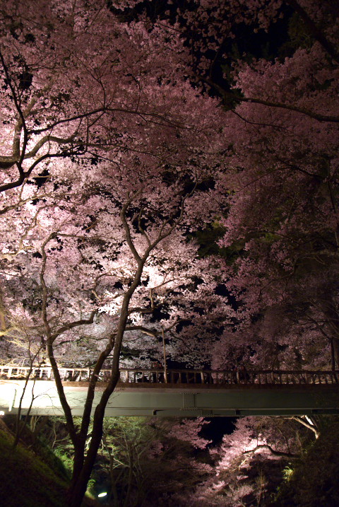 高遠城址公園の夜桜（伊那市高遠町）