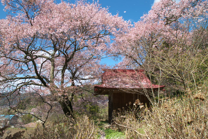常福寺の桜 [landscape]（伊那市長谷）