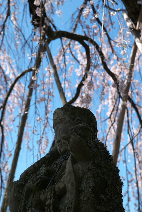 常福寺の桜 [portrait]（伊那市長谷）