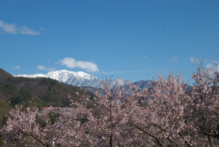 高遠城址公園の桜、その降雪後の望見（伊那市高遠町）