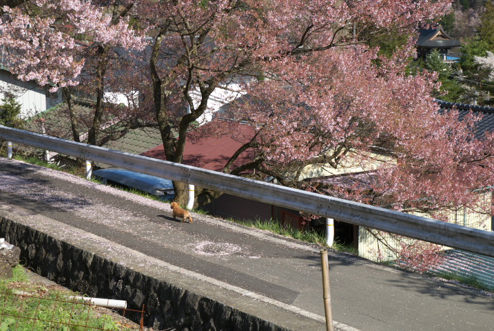 高遠城址公園の桜、その降雪後の望見（伊那市高遠町）