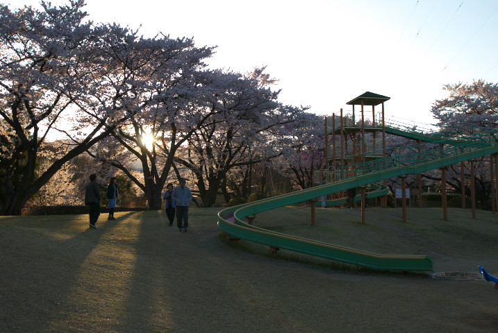 春日公園で黄昏時の桜（伊那市）