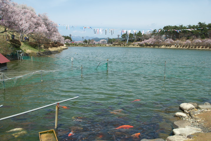 たつの海の鯉のぼりと桜（辰野町）