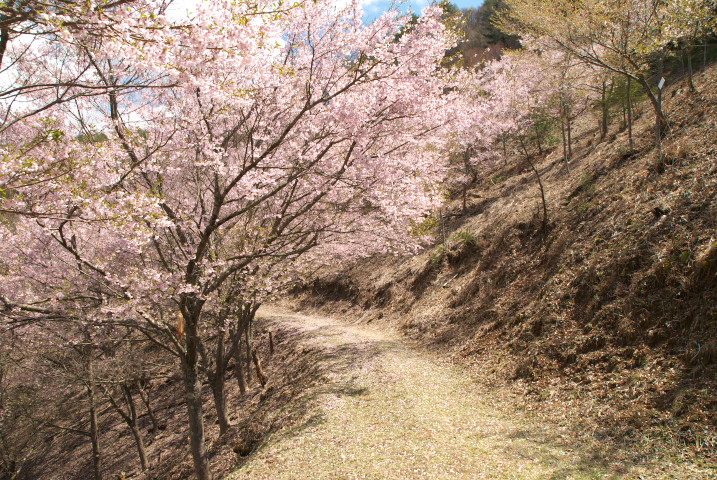 高遠城址公園の桜、ロケハン（お日さまが顔だす側から）（伊那市高遠町）