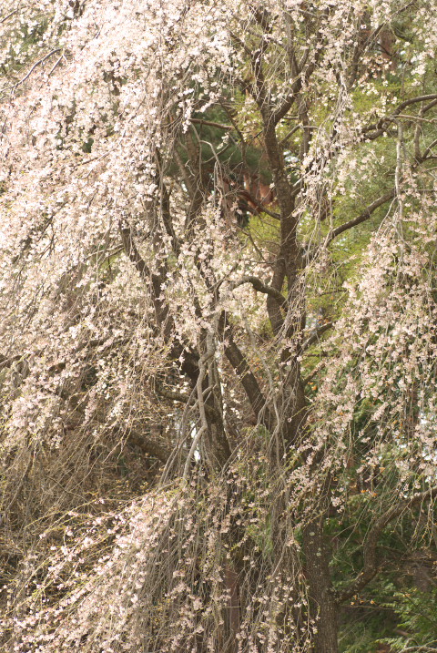 五郎山登山口の枝垂れ桜（伊那市）