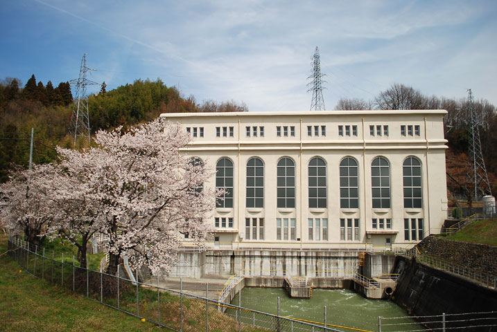 中部電力南向発電所の桜（中川村）