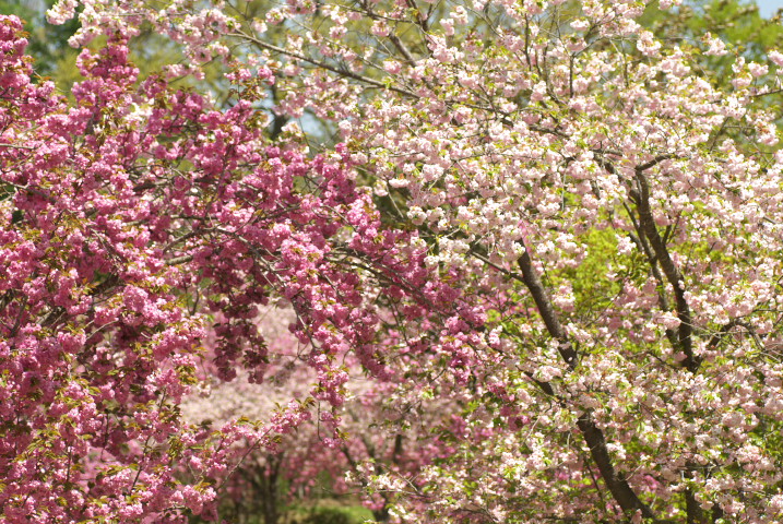 花の丘公園の桜とか（伊那市高遠町）