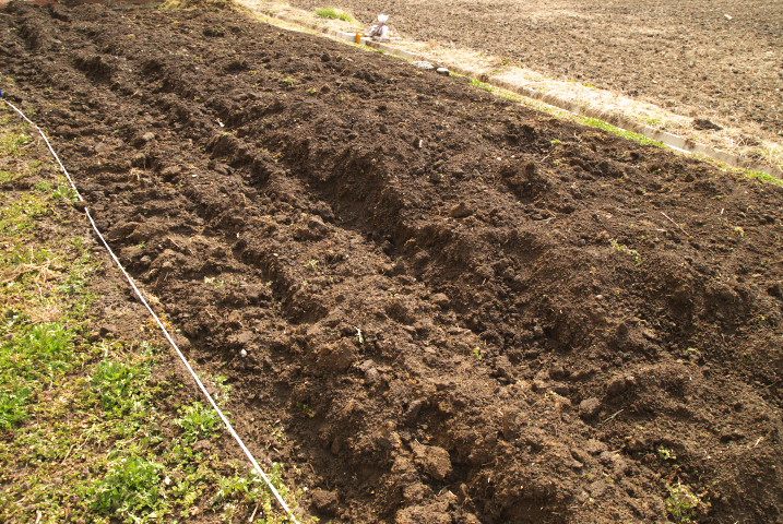 [家庭菜園] 堆肥と消石灰 - 2012/4/1（日）
