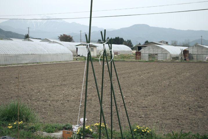 [苗植え] トマト、とうもろこし、ラベンダー - 2012/4/30（月） 