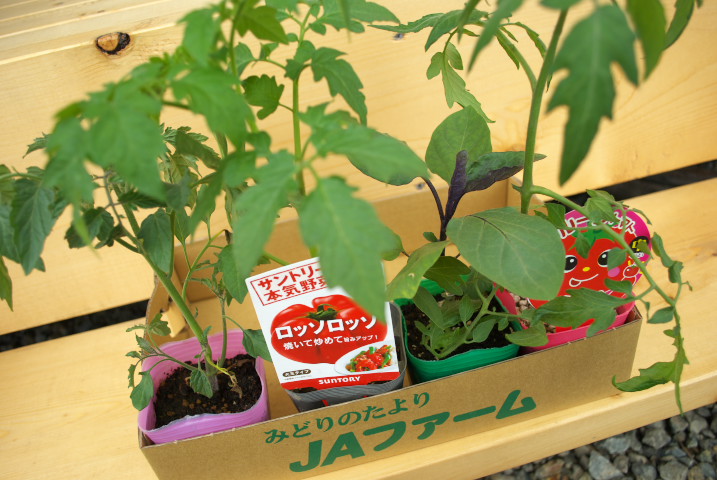 [家庭菜園] いよいよトマトの苗植え - 2012/5/3（木） 