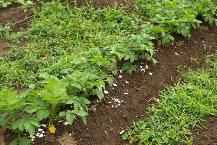 [家庭菜園] うろうろしたり、葉ねぎ植えたり、うろうろしたり。- 2012/6/16（土）
