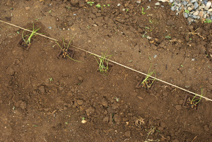 [家庭菜園] うろうろしたり、葉ねぎ植えたり、うろうろしたり。- 2012/6/16（土）