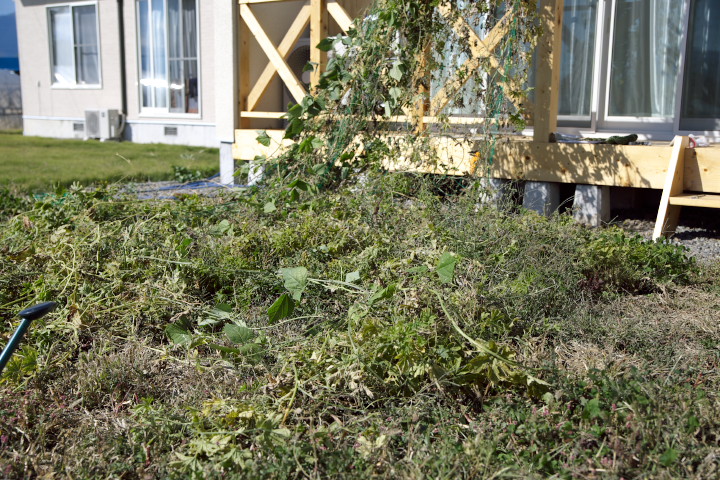 [家庭菜園] ゴーヤカーテンの撤去、葱の根の定植