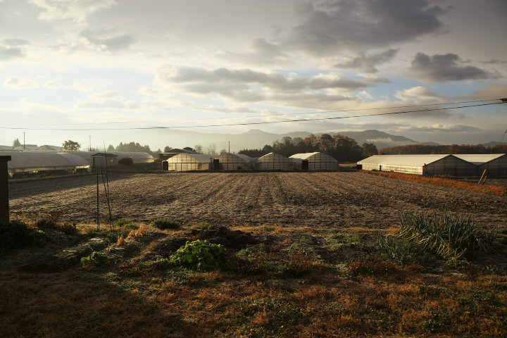 白菜の収穫 - 2012/11/18（日）