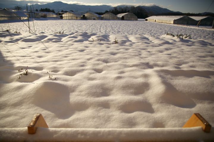 湿雪 - 2012/12/29（土）
