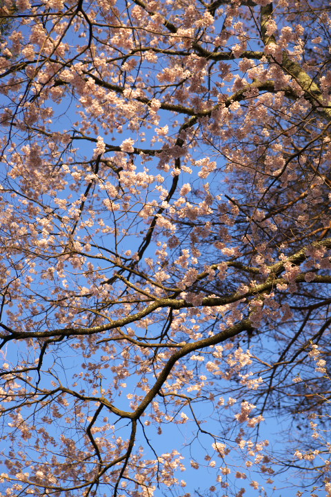 子安神社で観桜（伊那市）