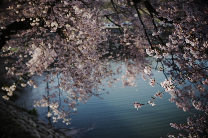 六道の堤の桜をぐるり（伊那市）