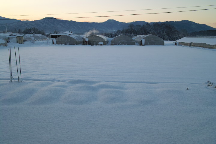 [雪の写真] 庭、大雪の翌朝 - 2013/1/15（火）