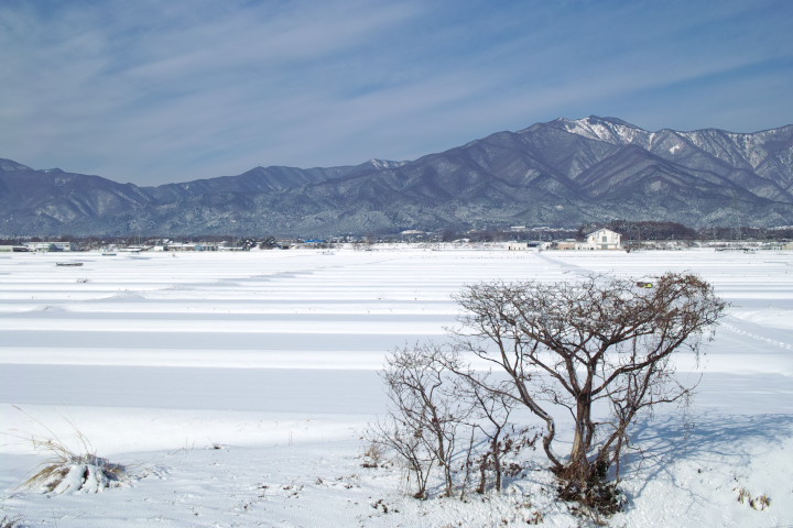 [雪の写真] 白のストライプ - 2013/1/16（水）