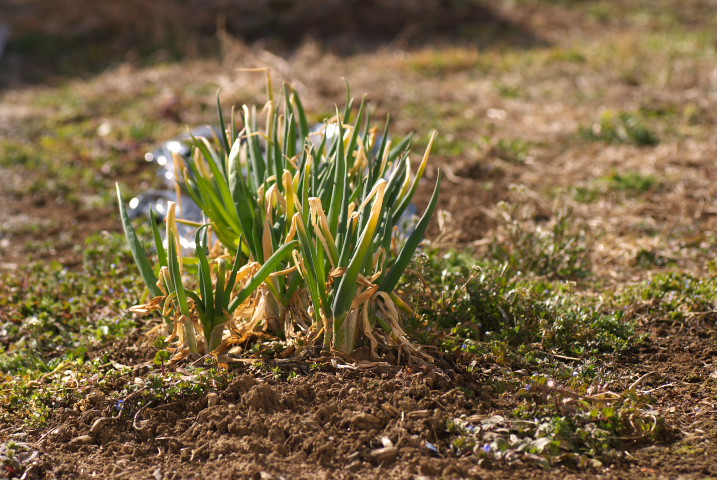 [家庭菜園始動] 韮、葉葱の様子とスナップエンドウの準備とか - 2013/3/17（日）