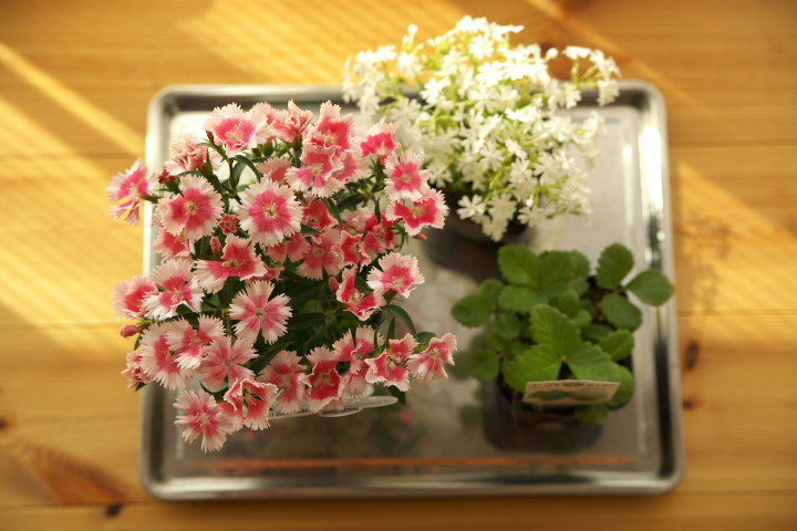 [庭の花] 撫子、芝桜、ワイルドストロベリー - 2013/4/28（日）