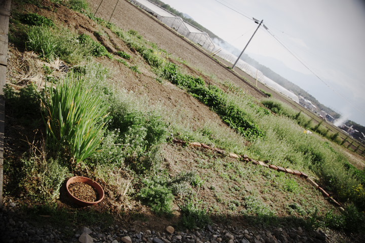 [家庭菜園] 苺に敷き藁 - 2013/4/30（火）