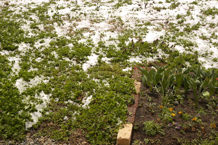 白詰草と雪