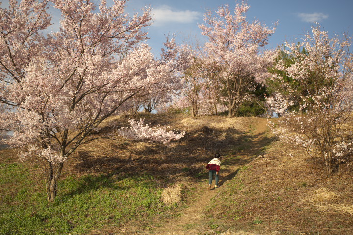 六道の堤の桜（伊那市高遠町）