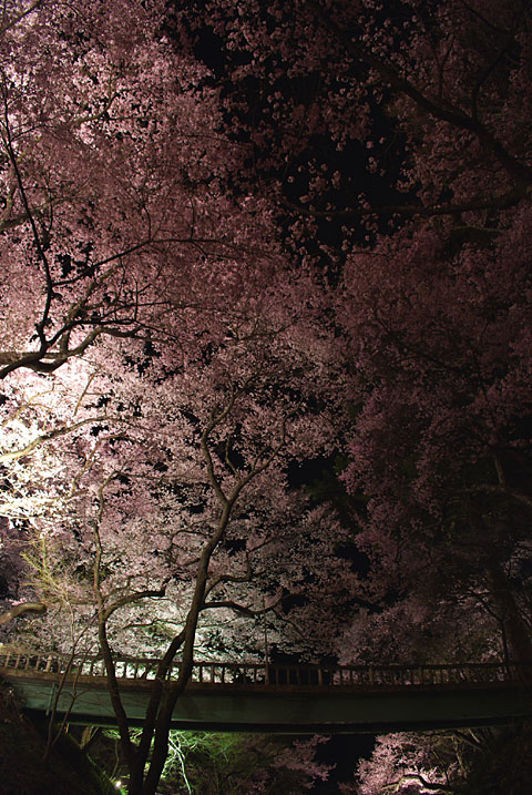 高遠城址公園の夜桜 - 2009/4/12（日）