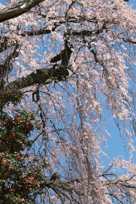 上野の椿桜（飯田市）の料理の写真とか