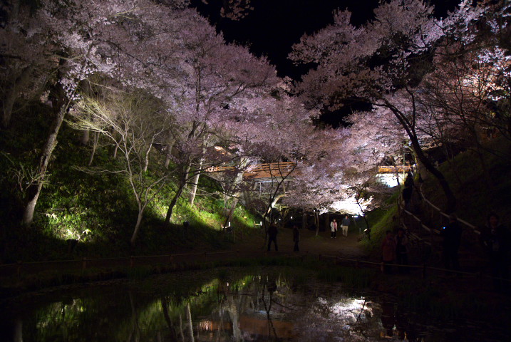 高遠城址公園の夜桜（伊那市高遠町）の料理の写真とか