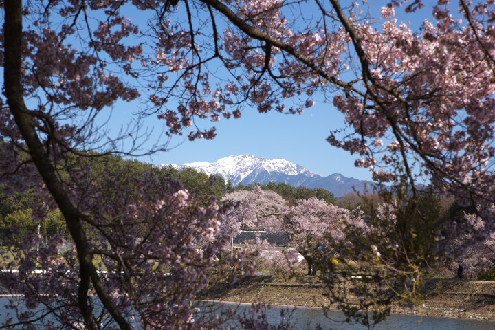 六道の堤の桜の写真